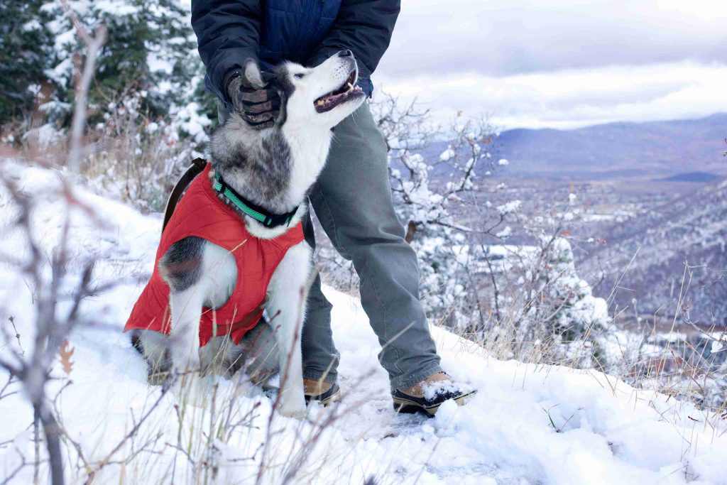 kurgo loft reversible dog coat