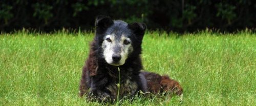 10-ways-to-make-your-old-dog-more-comfortable-sabi-pets